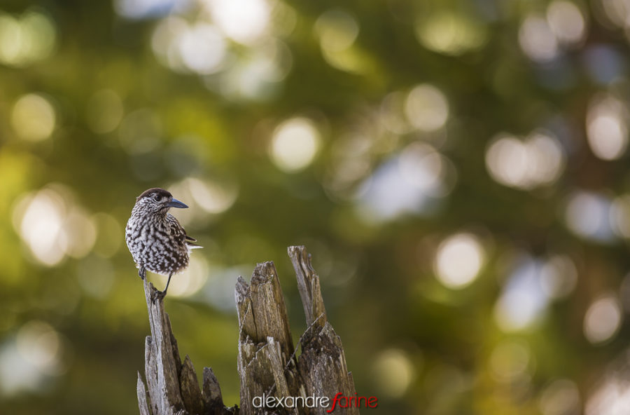 Spotted Nutcracker