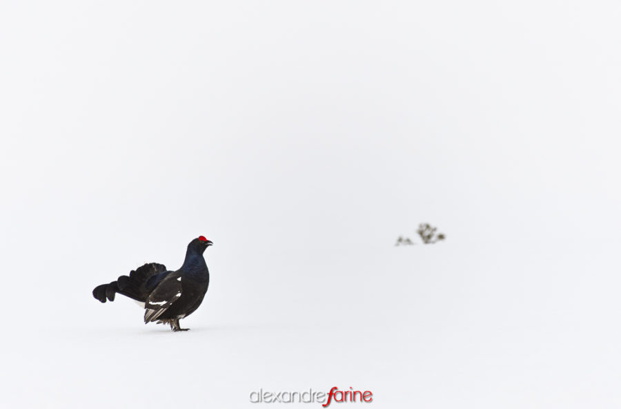 Black Grouse