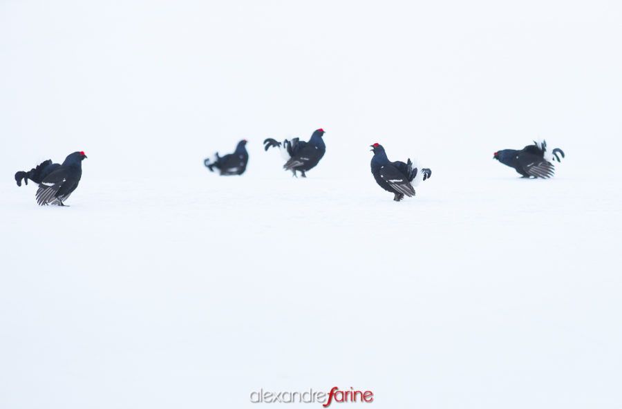 Black Grouse