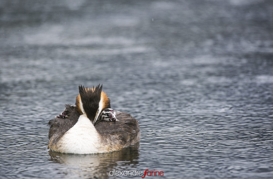 Great crested grebe