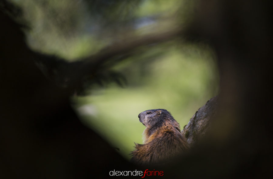 Alpine marmot