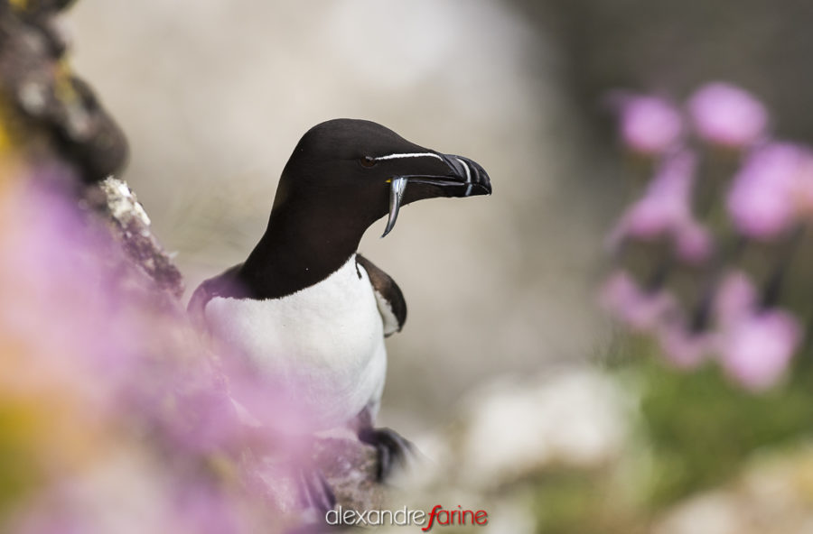 Razorbill