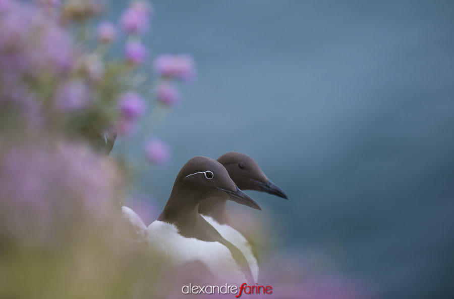 Common murre