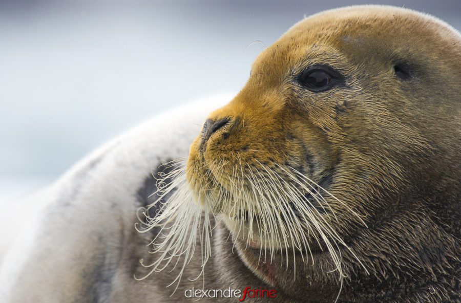 Bearded seal