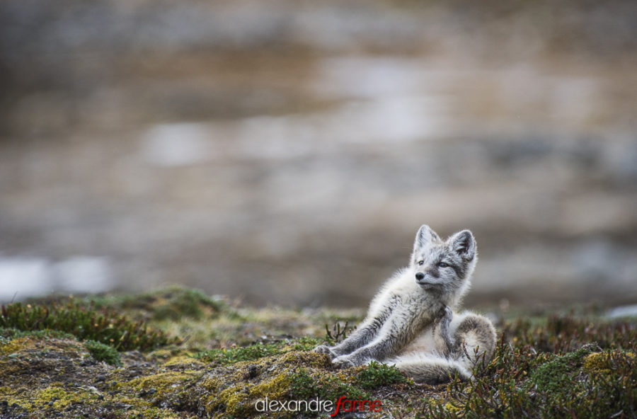 Arctic fox