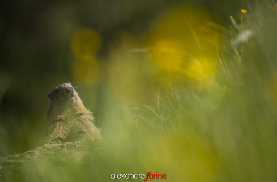 Alpine marmot