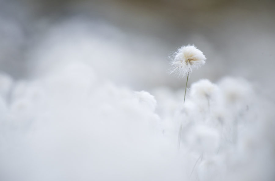 Linaigrette de Scheuchzer