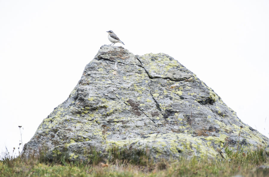 Northern wheatear