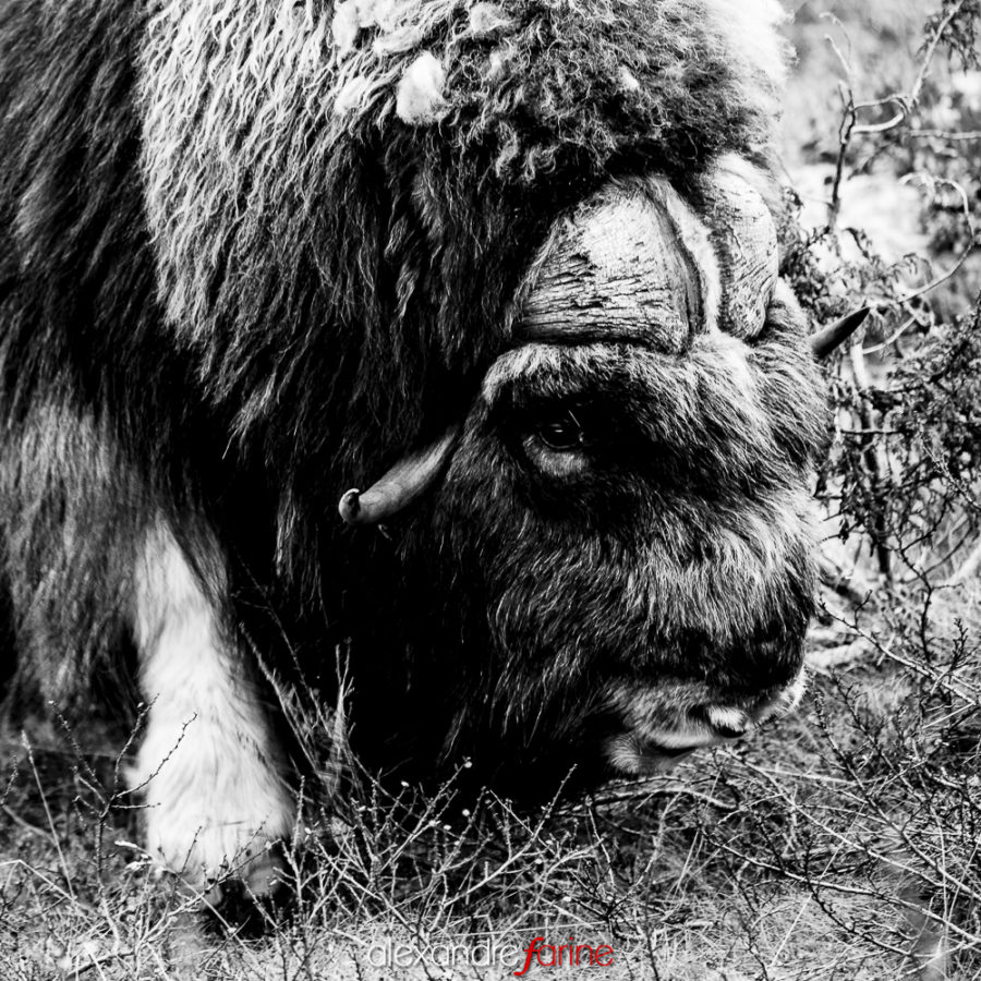 Muskox