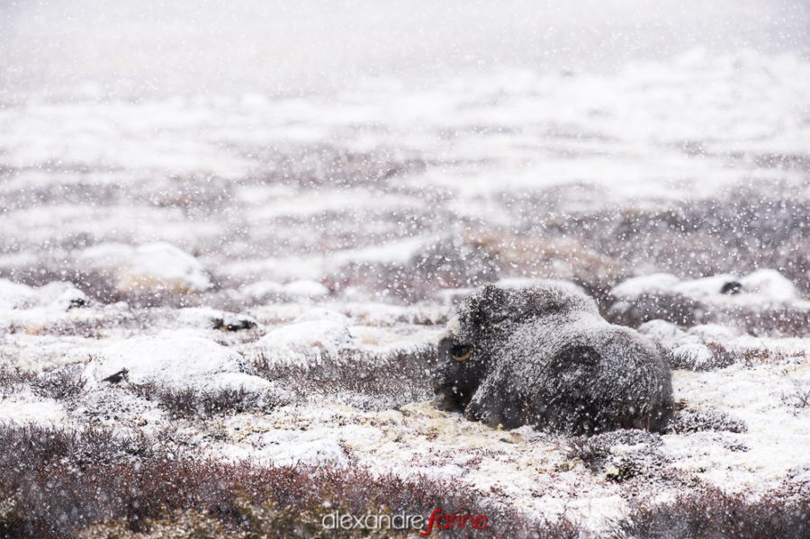 Muskox