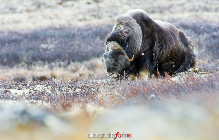 Muskox